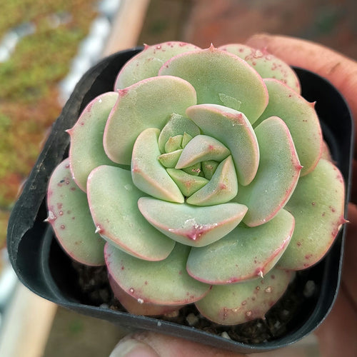 Real Live Succulent Cactus Plant :  Echeveria 'Nicksana'