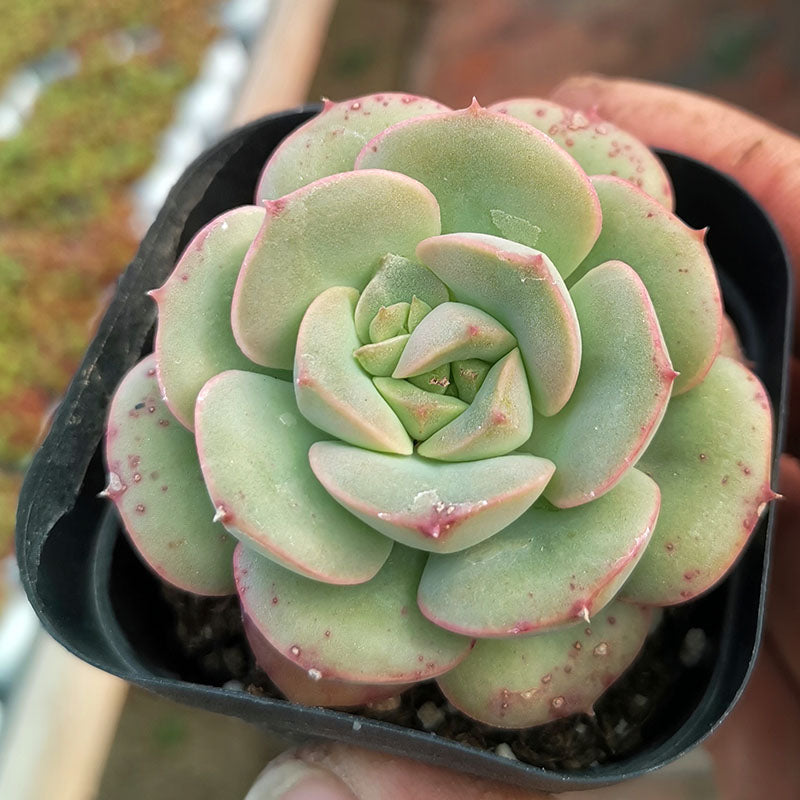 cactus plant succulent Real Live Succulent Cactus Plant : Echeveria 'Nicksana' – Succulent Zone