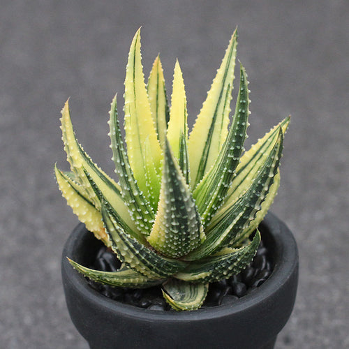 Real Live Succulent Cactus Plant :  Haworthia margaritifera variegata