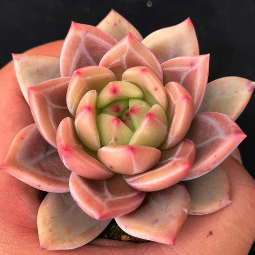 Real Live Succulent Cactus Plant :  Echeveria 'Red Champagne'
