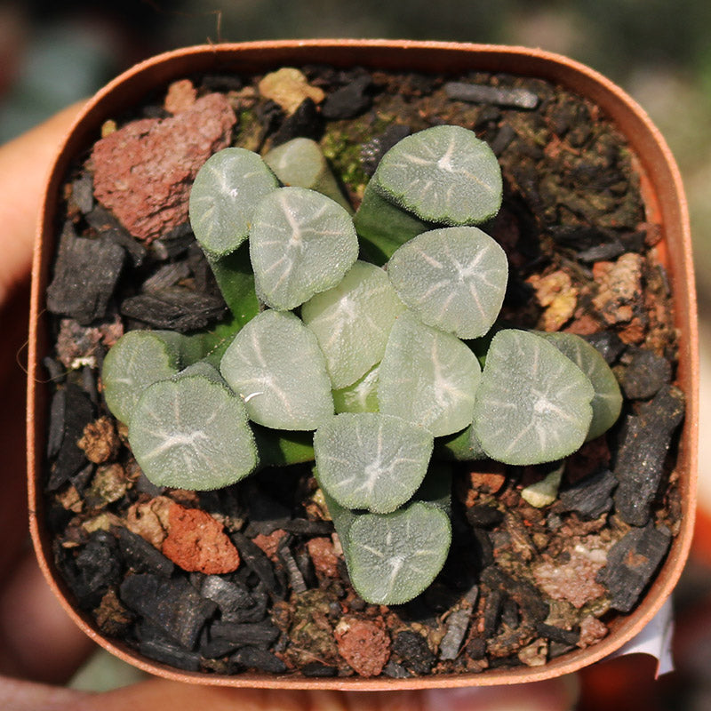 Haworthia maughanii 'Yukiguni' : Real Live Succulent Cactus Plant