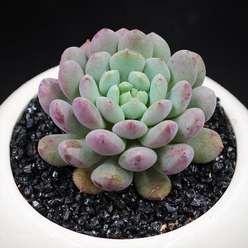 Real Live Succulent Cactus Plant :  Echeveria setosa 'Rondelli'