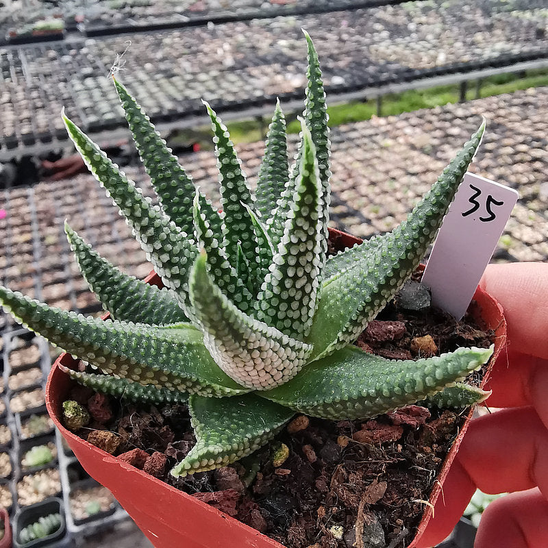 plant haworthia succulent Haworthia pumila 'Star of Ground' : Real Live Succulent Cactus Plant
