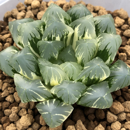 Haworthia obtusa 'Hirose Variegata' : Real Live Succulent Cactus Plant