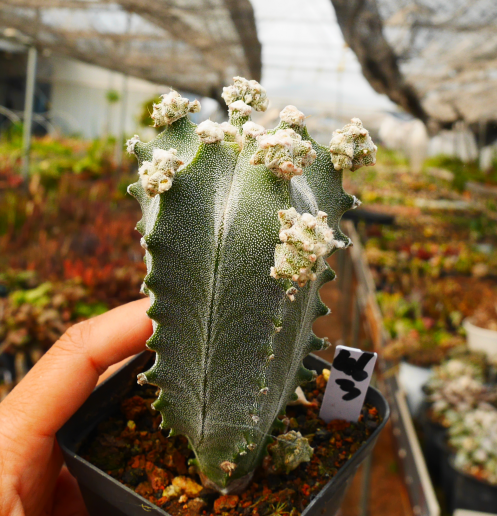 astrophytum succulent Astrophytum myriostigma var. columnare Lem. : Real Live Succulent Cactus Plant
