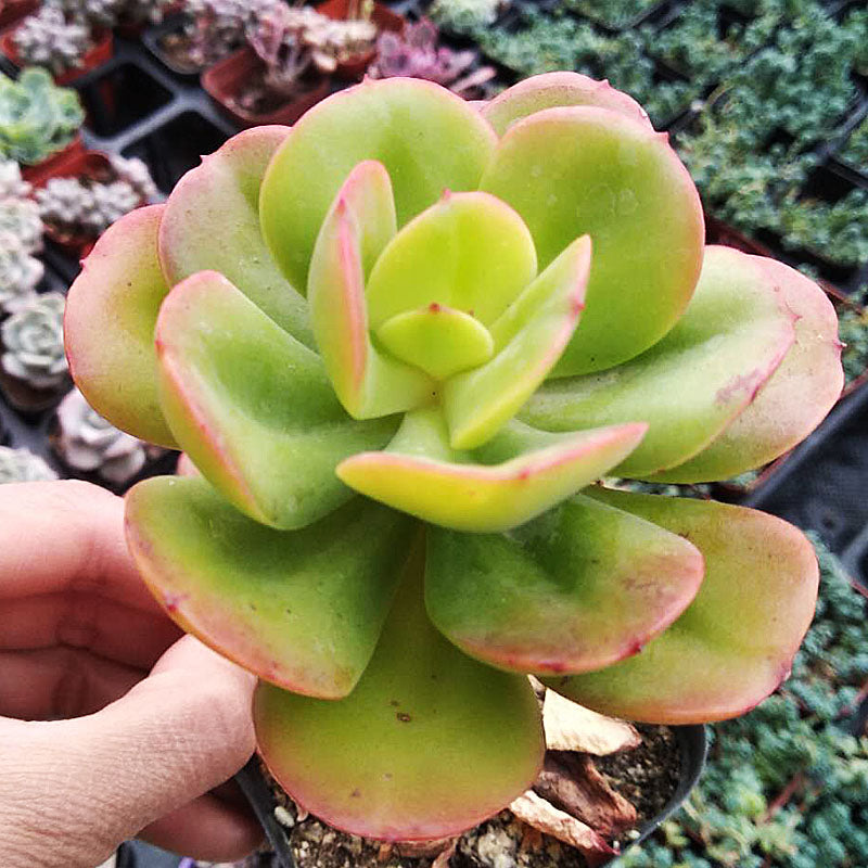 green and yellow succulent plant Real Live Succulent Cactus Plant : Echeveria Multicalulis 'Ginmei Tenn –  Succulent Zone