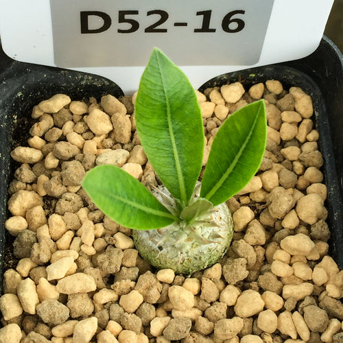 Real Live Succulent Cactus Plant :  Pachypodium densicaule