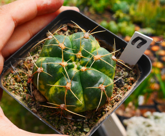 Real Live Succulent Cactus Plant :  Gymnocalycium buenekeri variegated