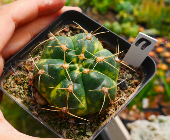 Real Live Succulent Cactus Plant : Gymnocalycium buenekeri variegated –  Succulent Zone