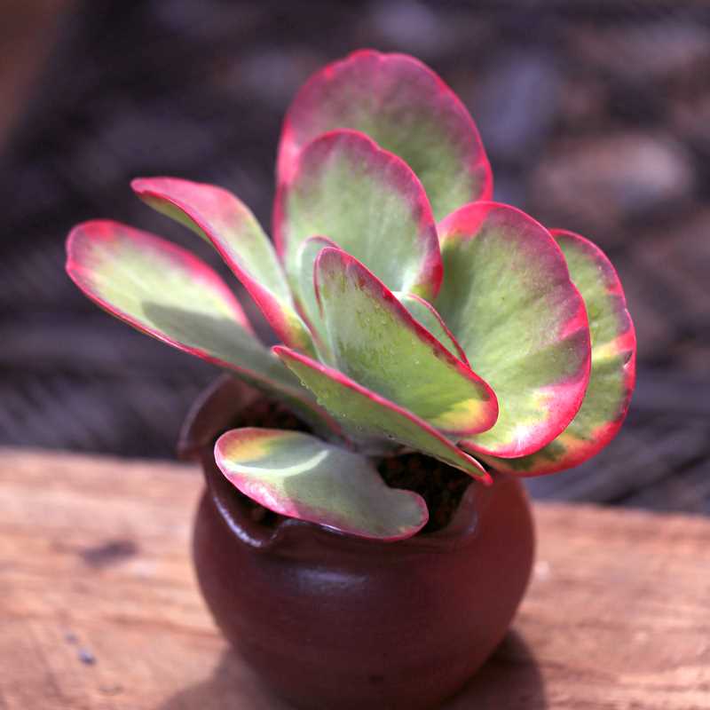 buy kalanchoe succulent Real Live Succulent Cactus Plant : Kalanchoe thyrsiflora variegata