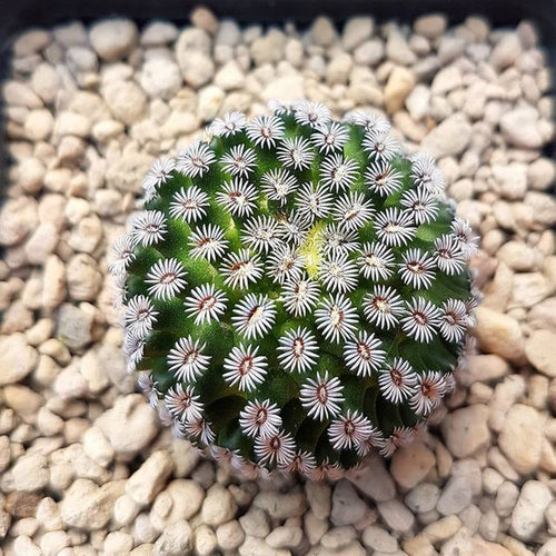 Mammillaria Glass et R. Foster : Real Live Succulent Cactus Plant
