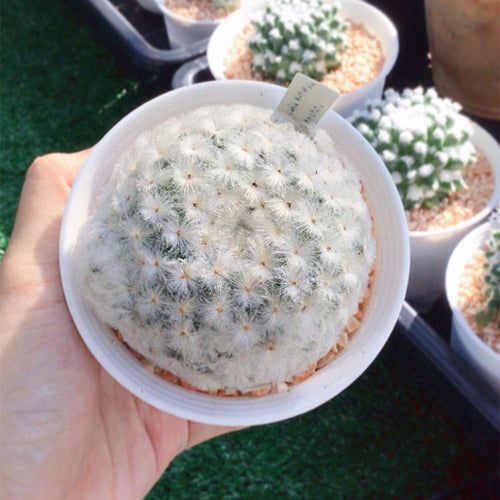 Real Live Succulent Cactus Plant :  Mammillaria plumosa