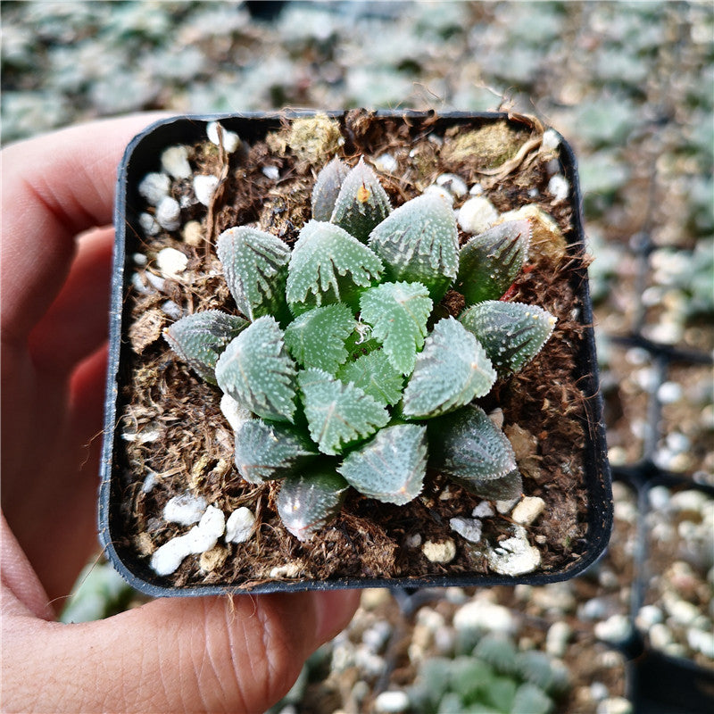 Haworthia 'Hakuteijyo' : Real Live Succulent Cactus Plant