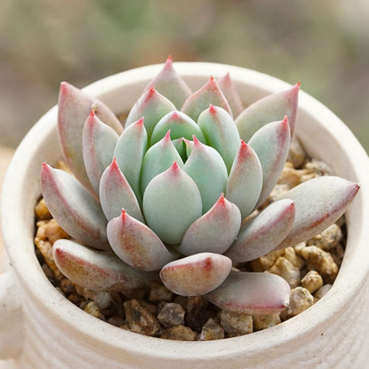 where to buy real succulents near me Real Live Succulent Cactus Plant : Echeveria Yeomiwol – Succulent Zone