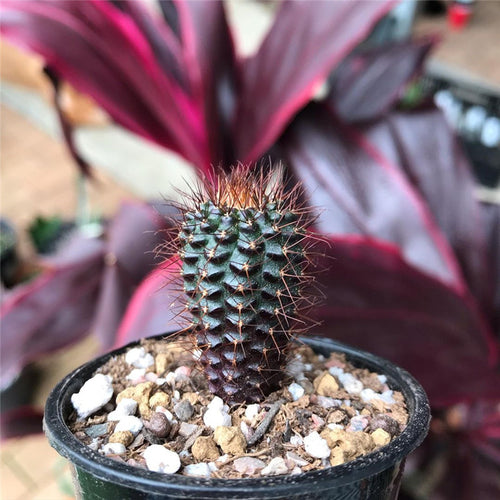 Real Live Succulent Cactus Plant :  Frailea angelesii