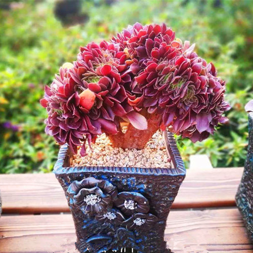 Real Live Succulent Cactus Plant :  Aeonium 'Rose Cristata'