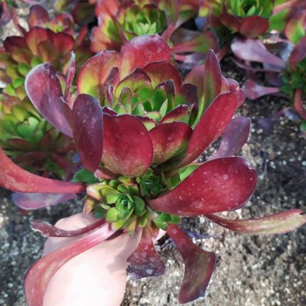 Real Live Succulent Cactus Plant :  Aeonium arboreum 'Voodoo'