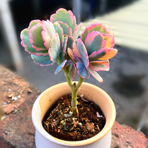 Real Live Succulent Cactus Plant :  Kalanchoe fedtschenkoi 'Tricolor'