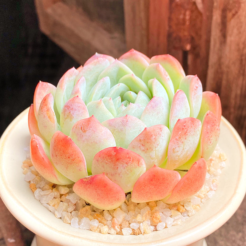 Real Live Succulent Cactus Plant : Echeveria Water Lily
