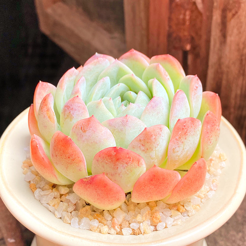 can a succulent live in water Real Live Succulent Cactus Plant : Echeveria Water Lily – Succulent Zone