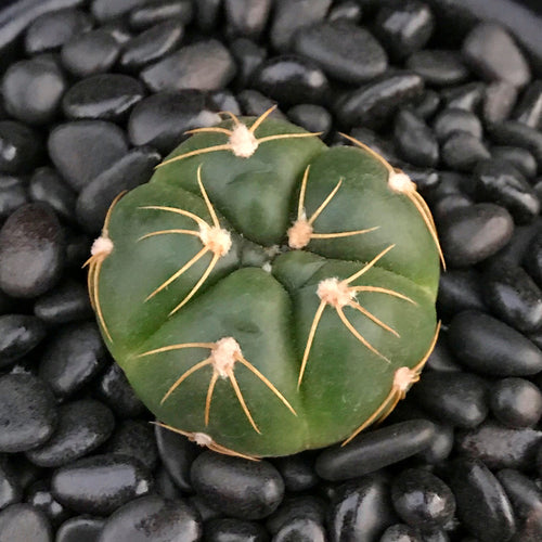 Real Live Succulent Cactus Plant :  Gymnocalycium buenekeri