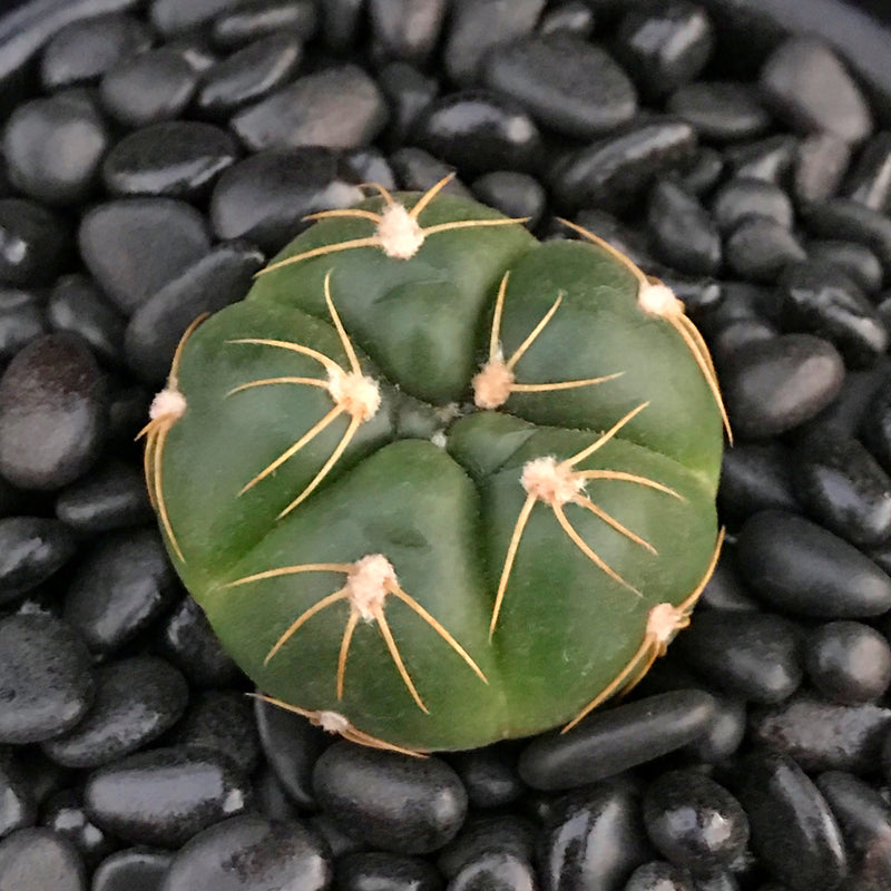 Real Live Succulent Cactus Plant : Gymnocalycium buenekeri – Succulent Zone