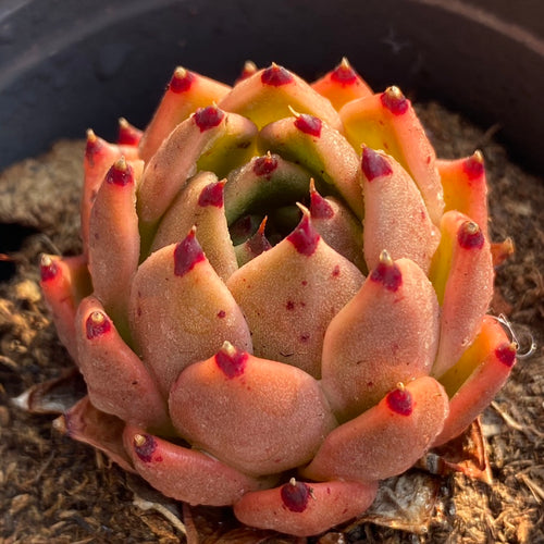 Real Live Succulent Cactus Plant :  Echeveria 'E'Anna'