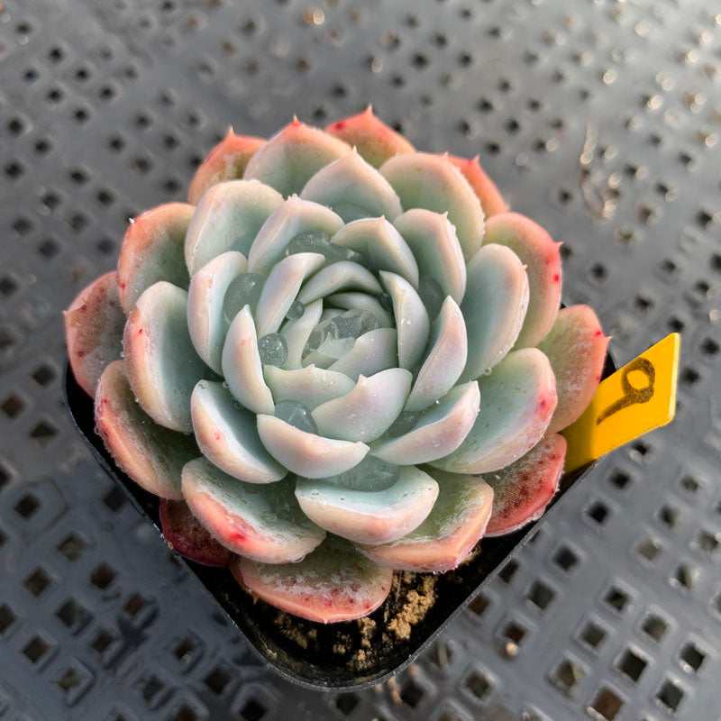 twilight zone succulent Real Live Succulent Cactus Plant : Echeveria 'Twilight'