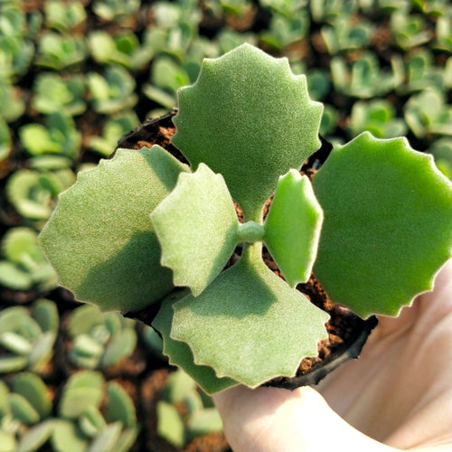 Real Live Succulent Cactus Plant :  Kalanchoe millotii Raym. -Hamet et H.Perrier