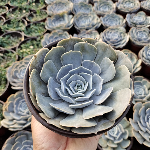 pollux succulent Real Live Succulent Cactus Plant : Echeveria 'Pollux'