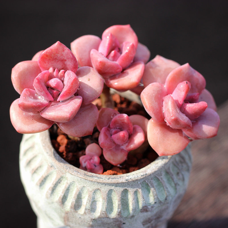 Real Live Succulent Cactus Plant :  Graptoveria 'Mrs Richards'