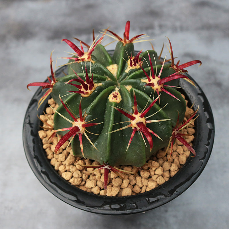 Real Live Succulent Cactus Plant :  Euphorbia 'Sunrise'