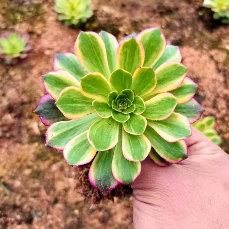succulent halloween Real Live Succulent Cactus Plant : Aeonium 'Halloween' Variegata