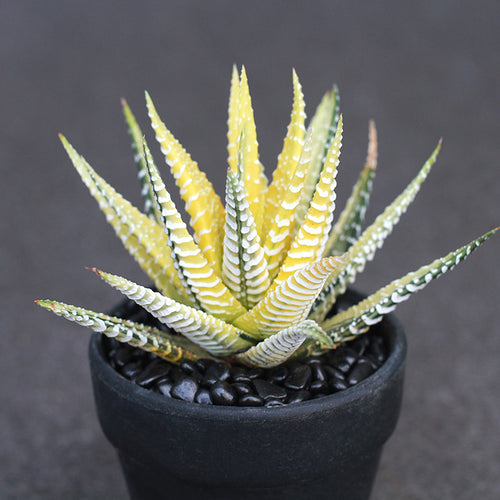 Haworthia 'Elegans Variegata' : Real Live Succulent Cactus Plant