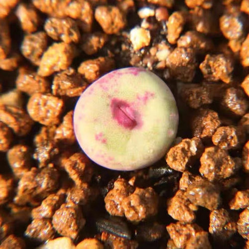 Conophytum vanzyllii Pofader : Real Live Succulent Lithops Pseudotruncatella Plant