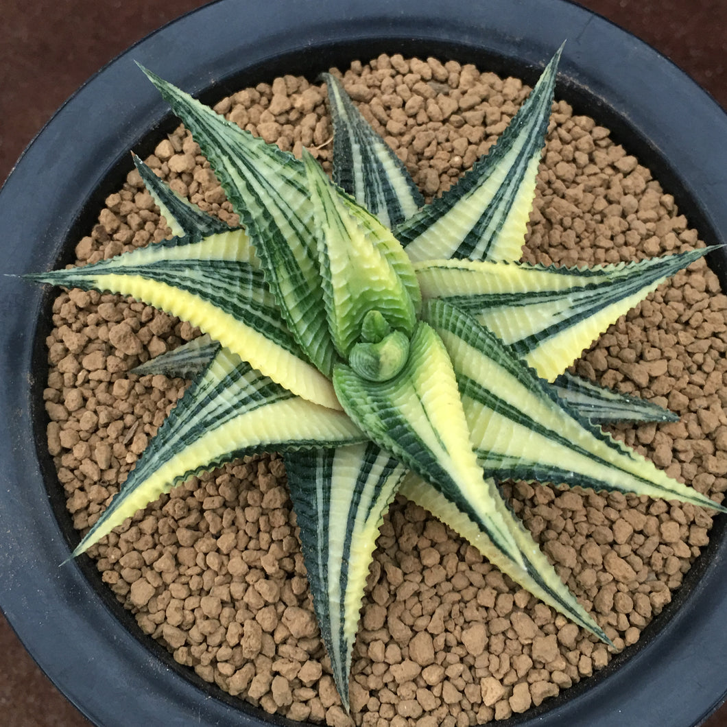 Real Live Succulent Cactus Plant : Haworthia Limifolia Variegated