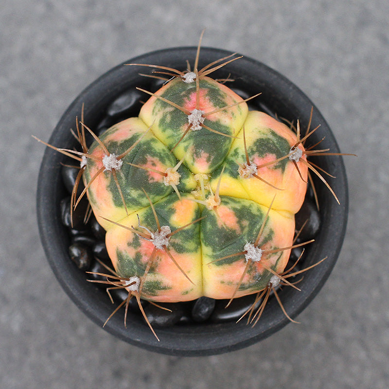 Real Live Succulent Cactus Plant : Gymnocalycium denudatum var.  Paraguayensis