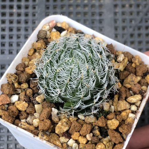 Real Live Succulent Cactus Plant :  Haworthia semiviva