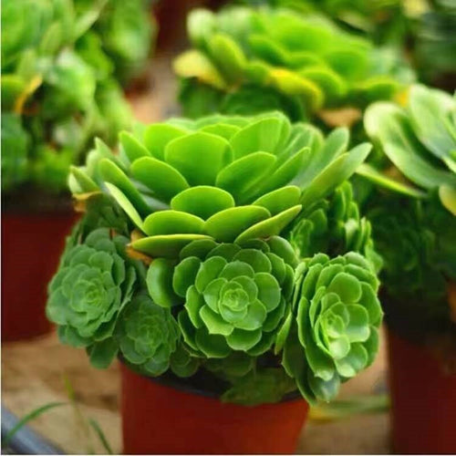 Real Live Succulent Cactus Plant :  Aeonium tabuliforme subsp. seudotabuliforme