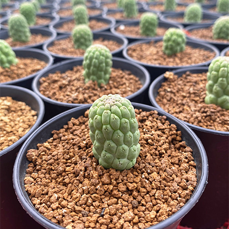 Real Live Succulent Cactus Plant :  Trichocaulon cactiforme Larryleachia cactiformis