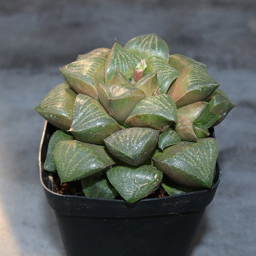 Real Live Succulent Cactus Plant :  Haworthia Magnifica var. Splendens