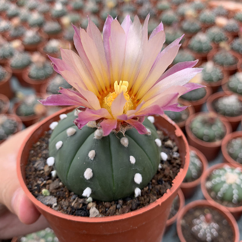 astrophytum succulent Real Live Succulent Cactus Plant : Astrophytum asterias var. nudum