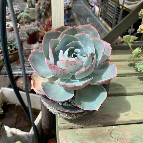 Real Live Succulent Cactus Plant :  Echeveria 'Da Vinci Code'