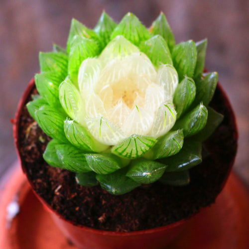 Haworthia 'Lotus Lantern Variegata' : Real Live Succulent Cactus Plant