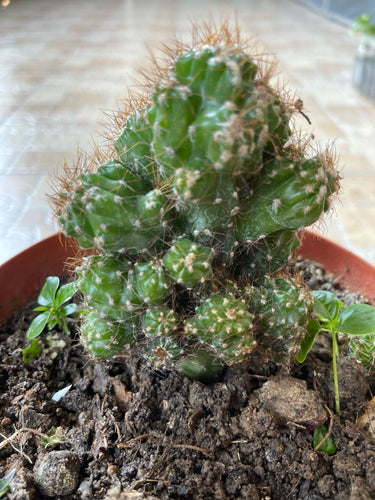 Real Live Succulent Cactus Plant :  Cereus SP.f.Monst