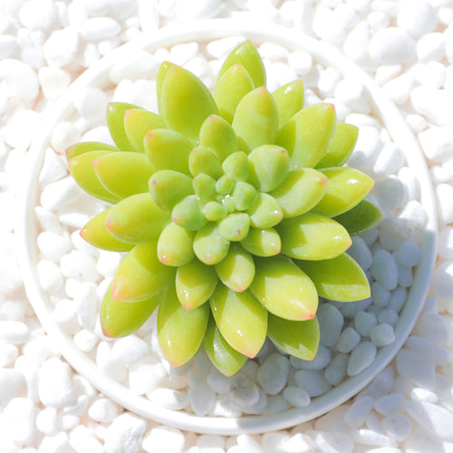 Real Live Succulent Cactus Plant :  Sedum 'Breastbone'