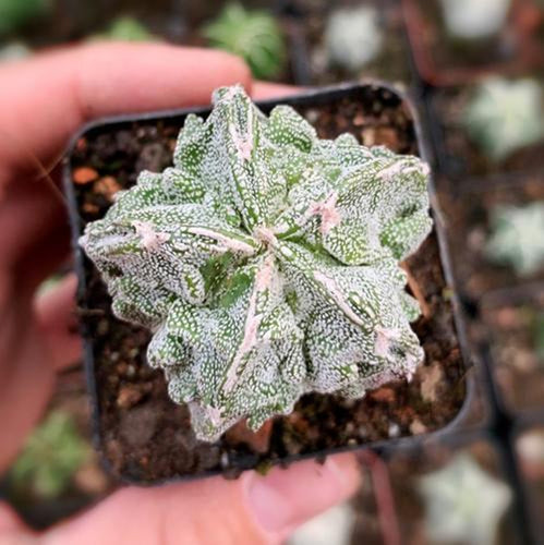 Real Live Succulent Cactus Plant : Astrophytum Myriostigma 'Walnut'