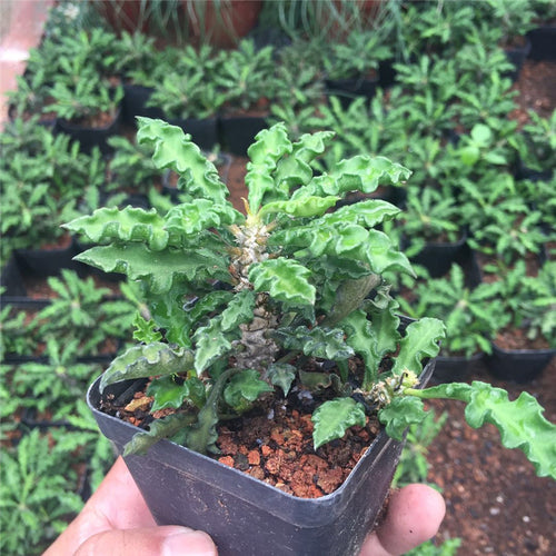 Real Live Succulent Cactus Plant :  Euphorbia decaryi