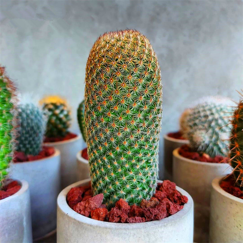 Mammillaria matudae Bravo : Real Live Succulent Cactus Plant – Succulent  Zone