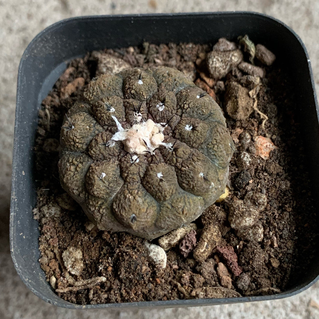succulent skin Real Live Succulent Cactus Plant : Copiapoa hypogaea cv. Lizard Skin – Succulent Zone
